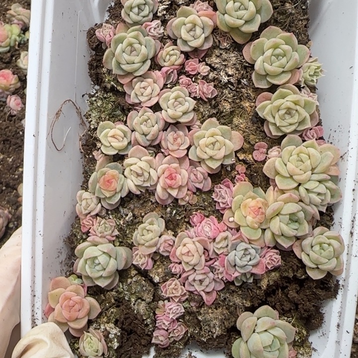 26号王者系列一盒