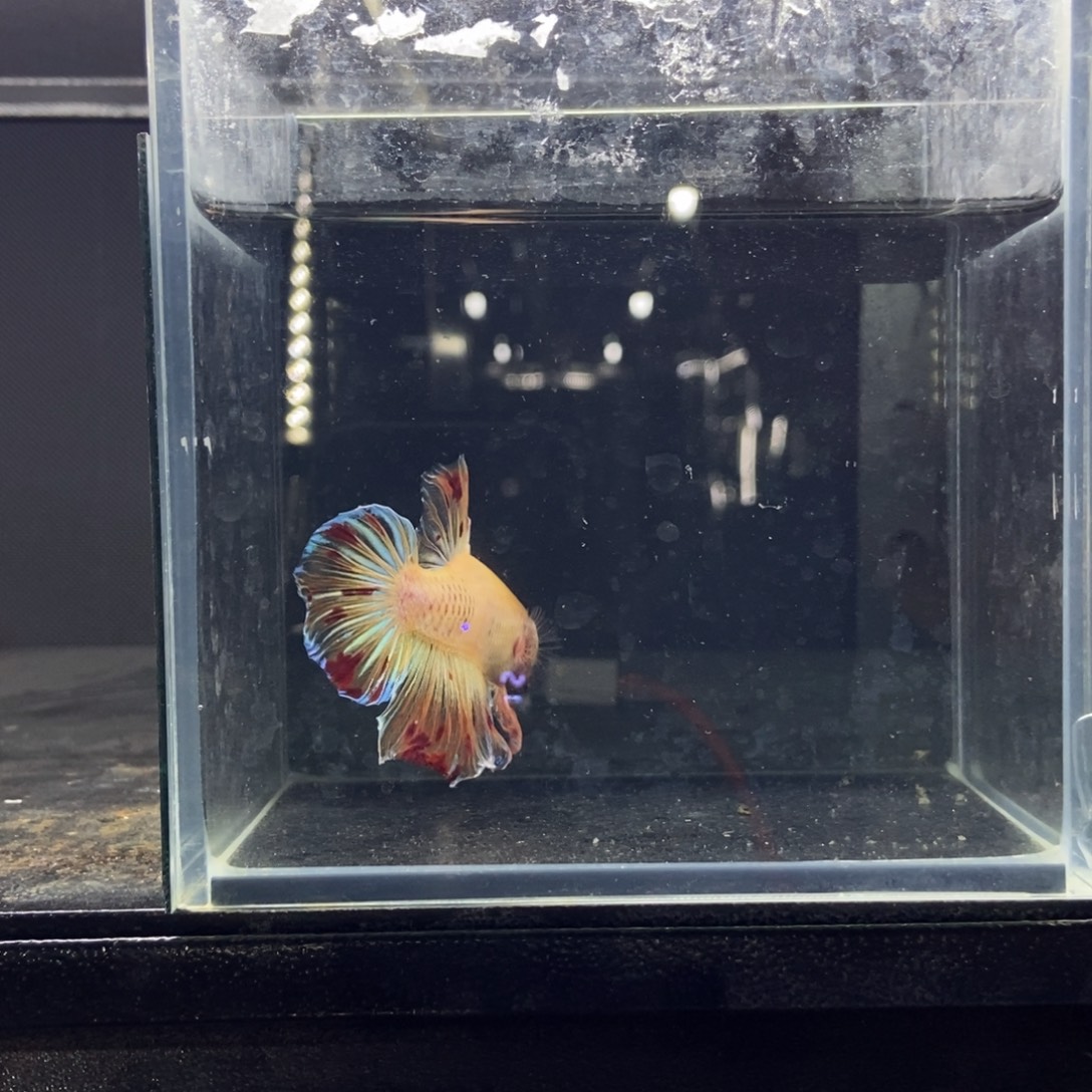 斗鱼包活不包损所见即所得039