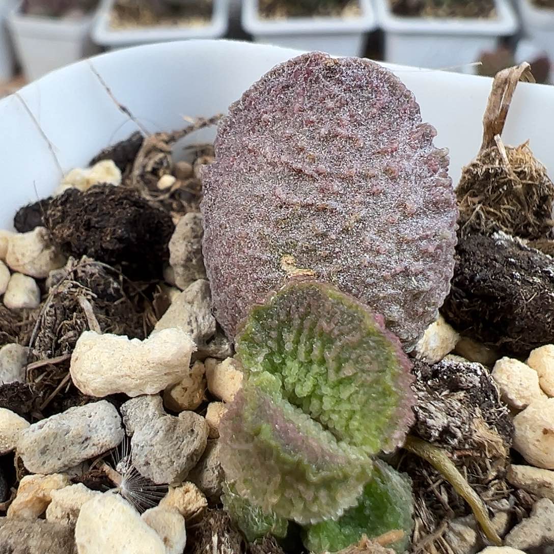 实生新品多肉水泡植物
