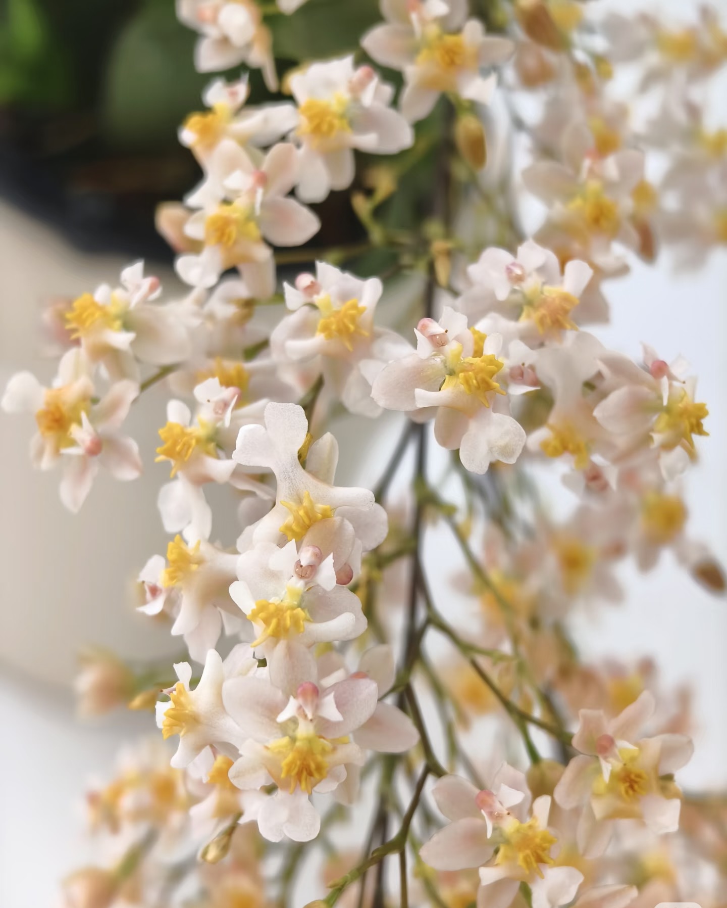 香槟色梦香兰【7支以上 100#】室内客厅有香味 云南鲜花绿植