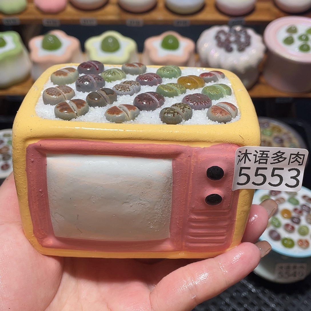 带盆土植物 一物一拍5553