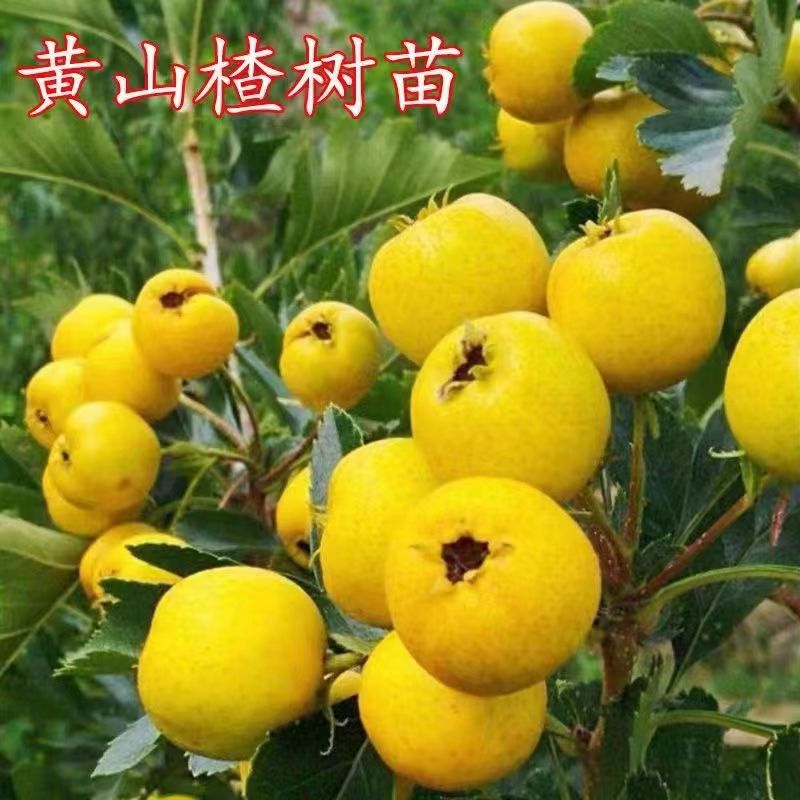山楂树苗黄山楂甜红子树苗盆栽地栽南北方种植
