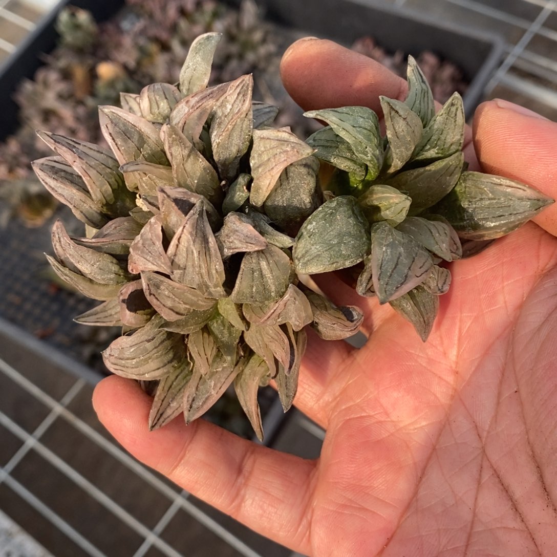 1069 两颗西瓜寿 超级福利