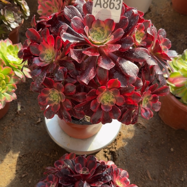 红陶图*凤冠863多肉