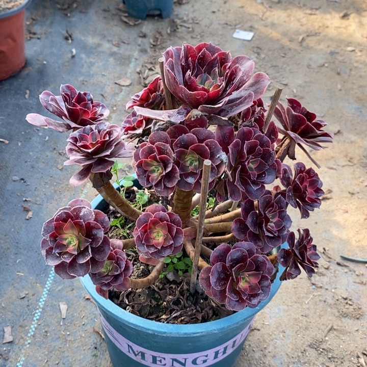 美杜莎多肉植物24