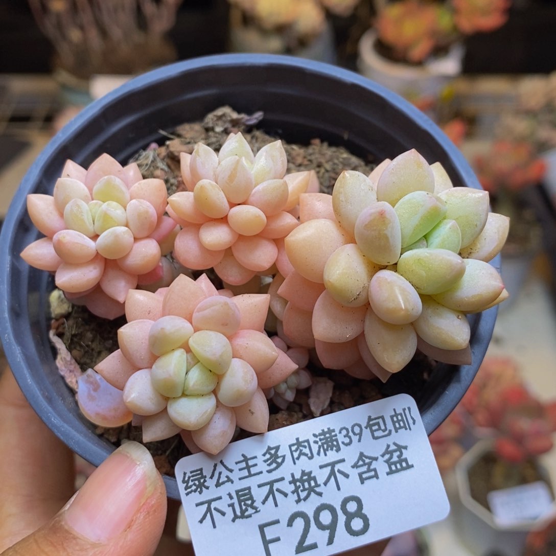 298泡泡糖多肉不包整