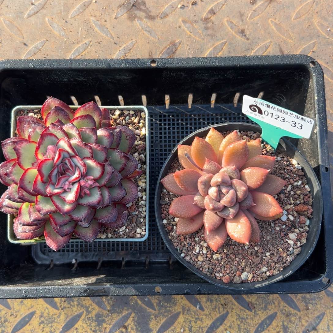 多肉一物一拍0123-33