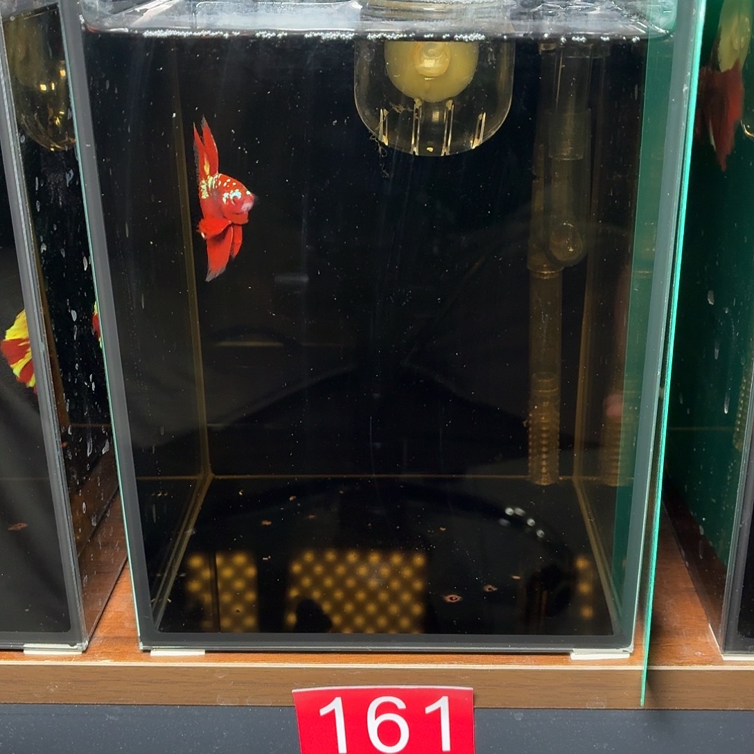 斗鱼彩金半月公鱼