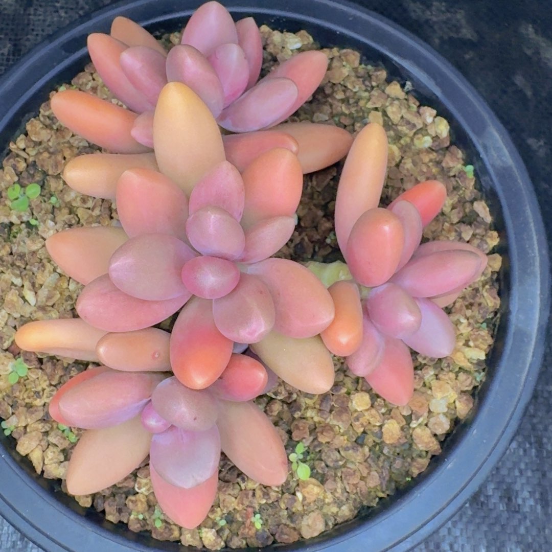 多肉植物和植物等植物为