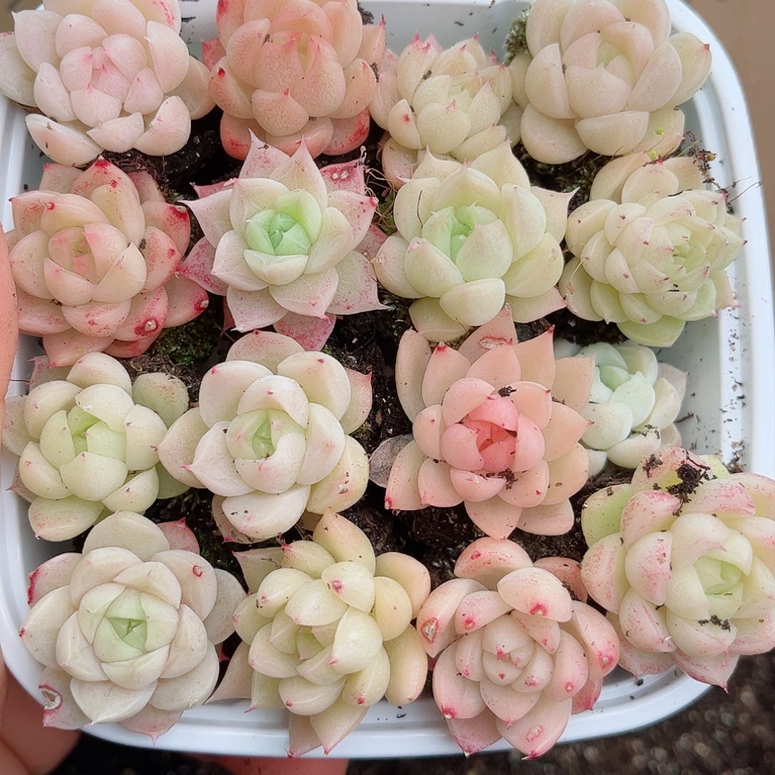 1-811 新疆西藏内蒙不发12.8包邮2-3公分多肉