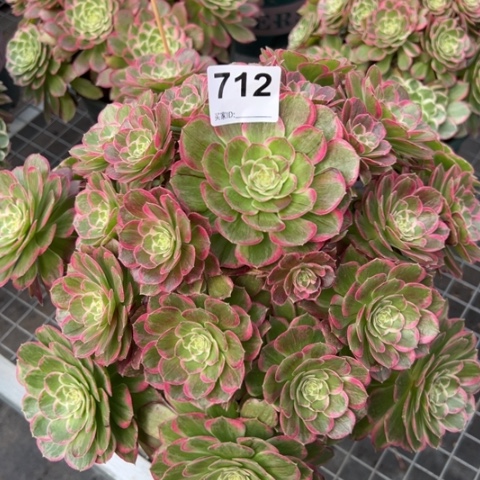 712莲花30厘米左右