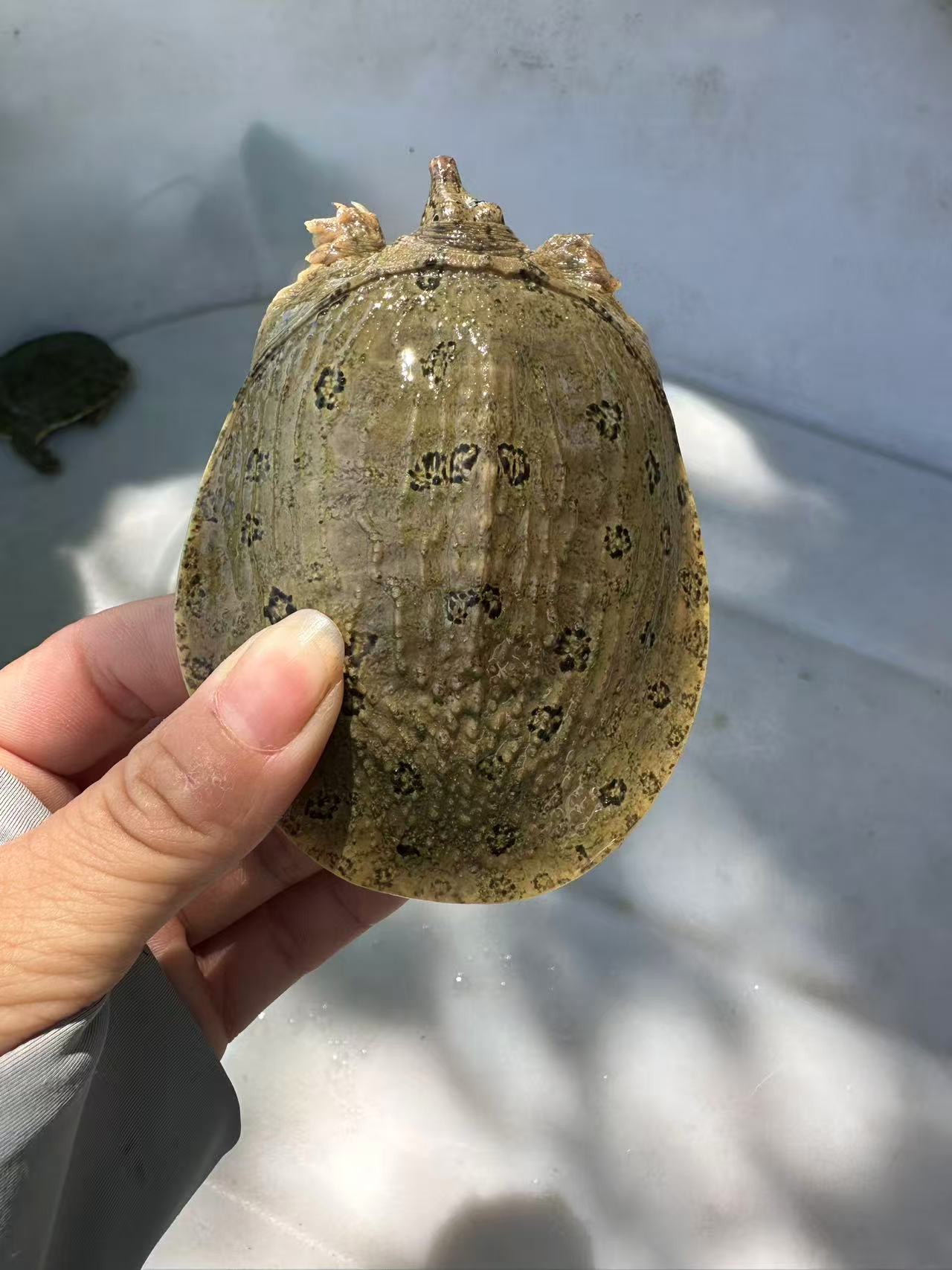 1-5两甲鱼苗养殖外塘过冬水鱼鳖苗鲜活团鱼水产养殖顺丰包邮包活