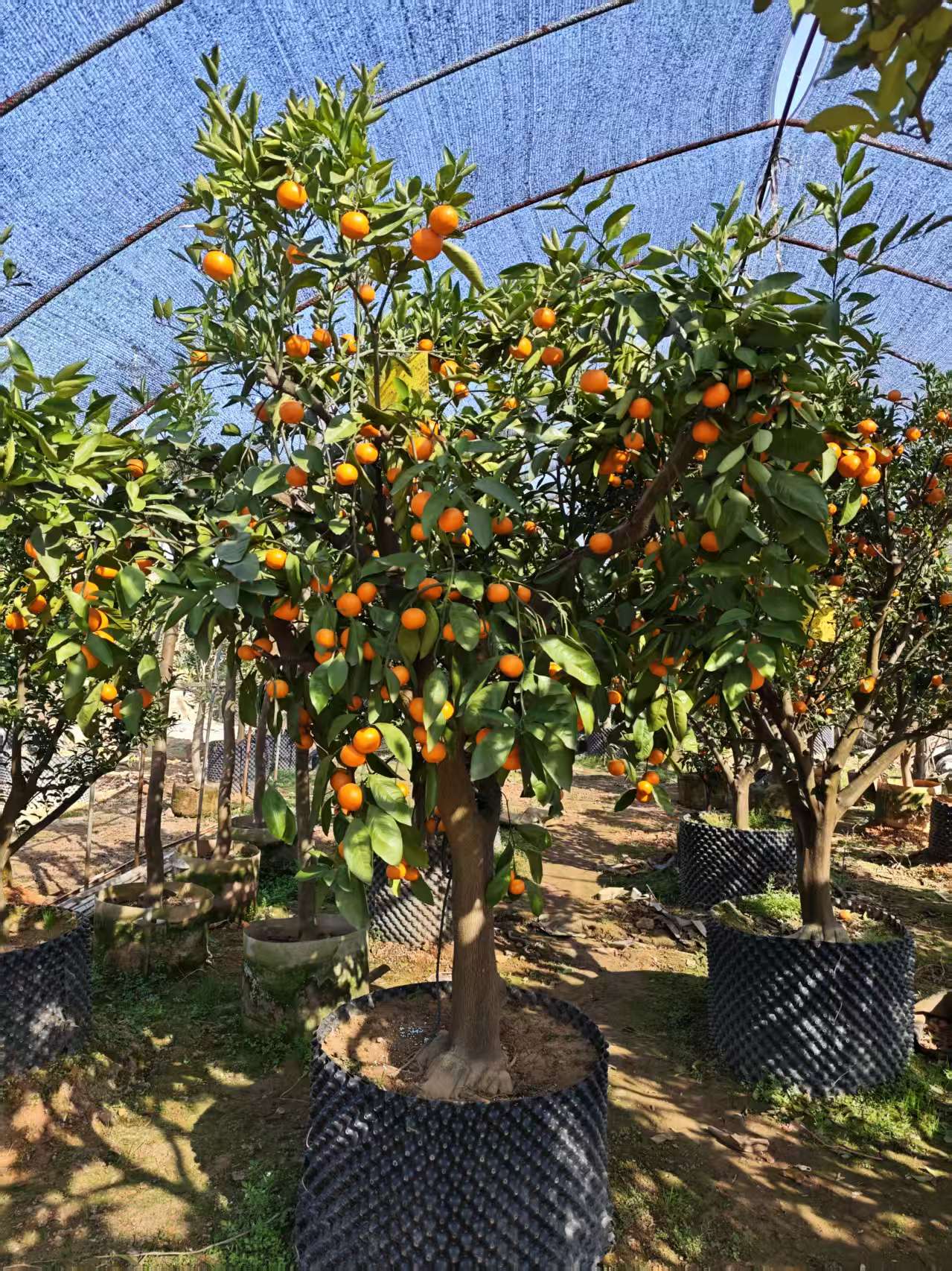 一物一拍高端绿植盆栽植物盆景橘子树庭院观赏111