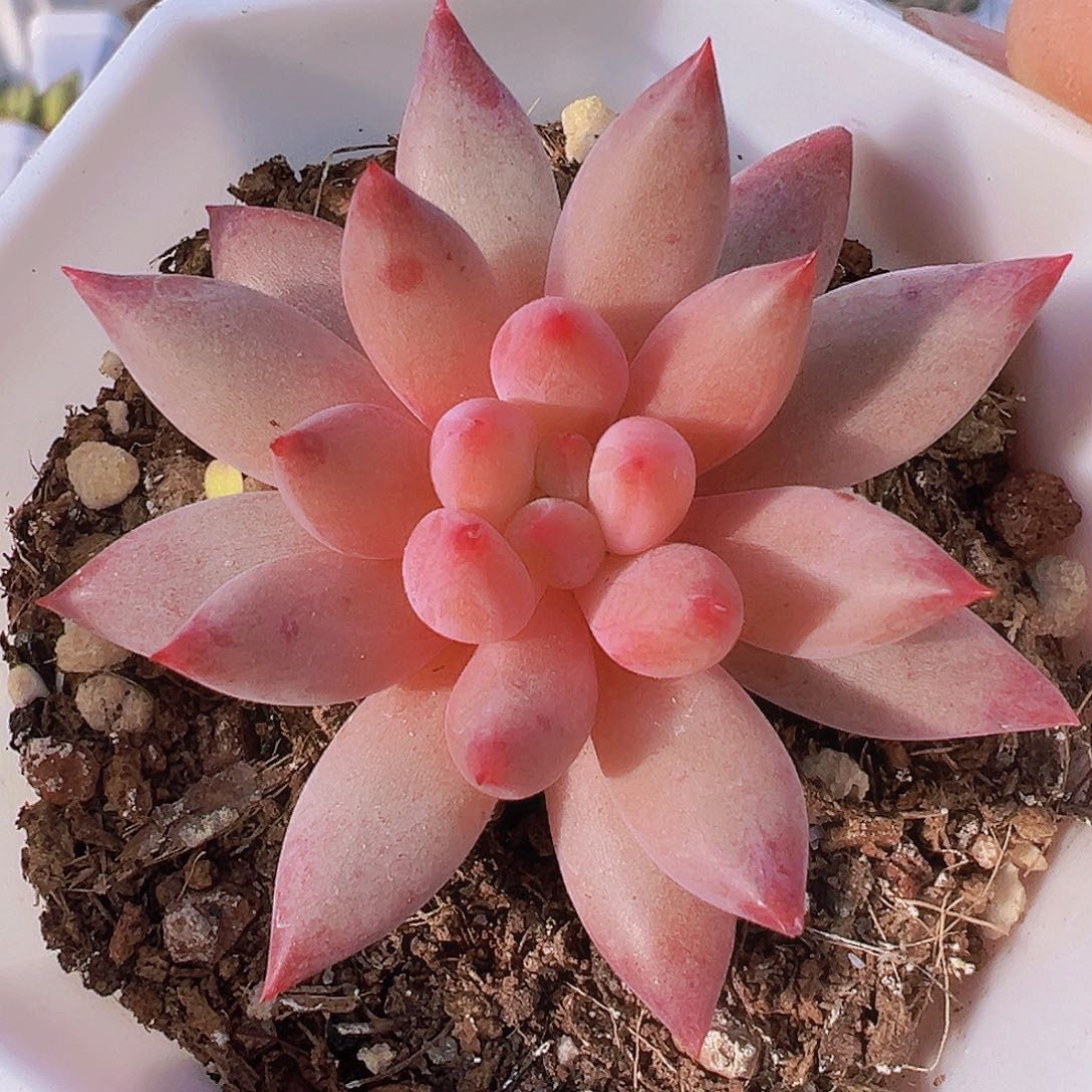 虞美人19包邮多肉植物