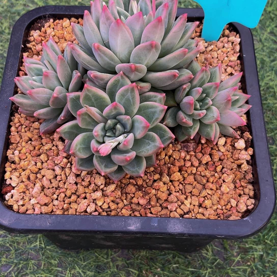 0041下午多肉植物群生