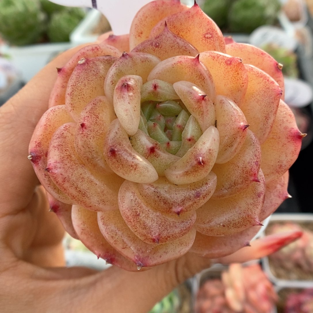 熊猫珍妮可拍953号。