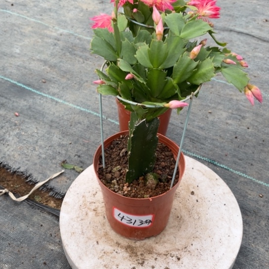 娜***姐068蟹爪兰尾号4313