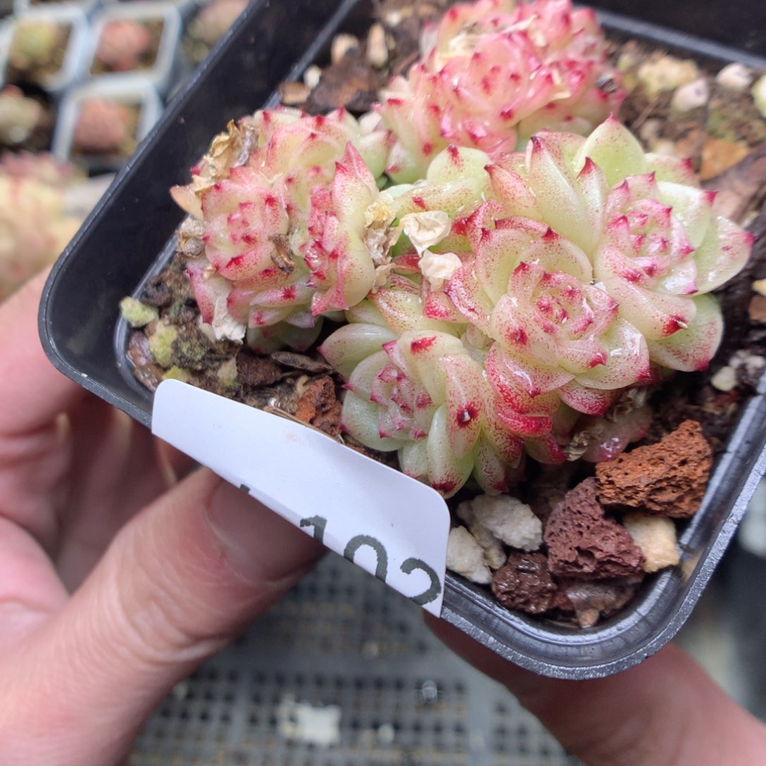 V102y y y y y y y y y y y