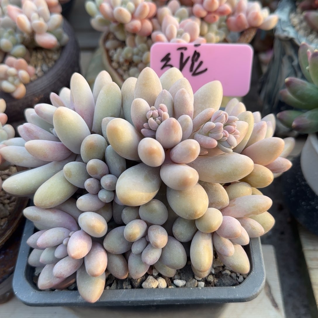 备注送个礼物五十包邮