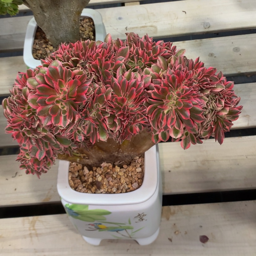 【闪购商品】法师法师093