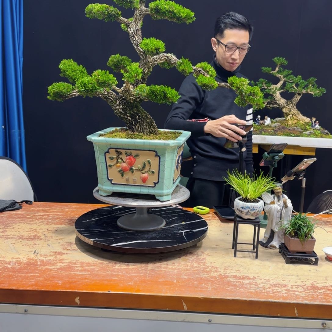 黄杨室内室外盆景艺术