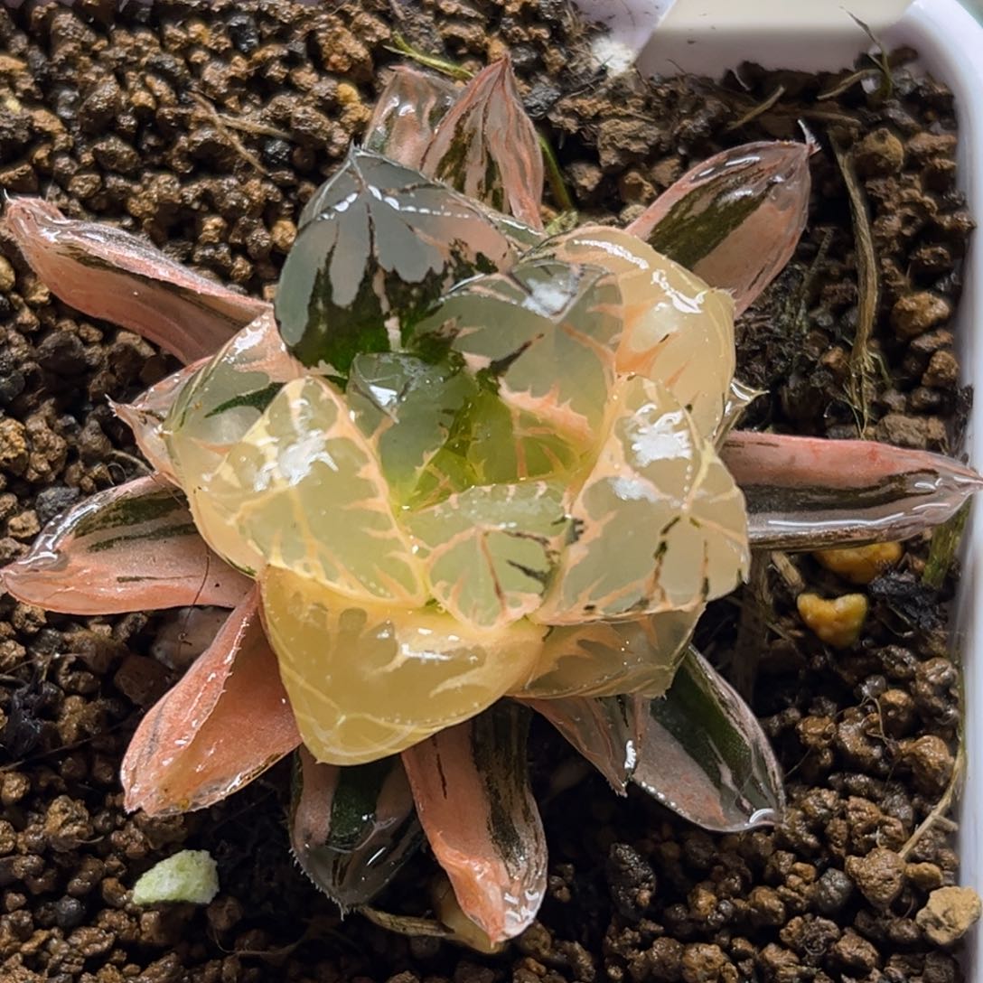 88水晶灯玉露锦福利专场