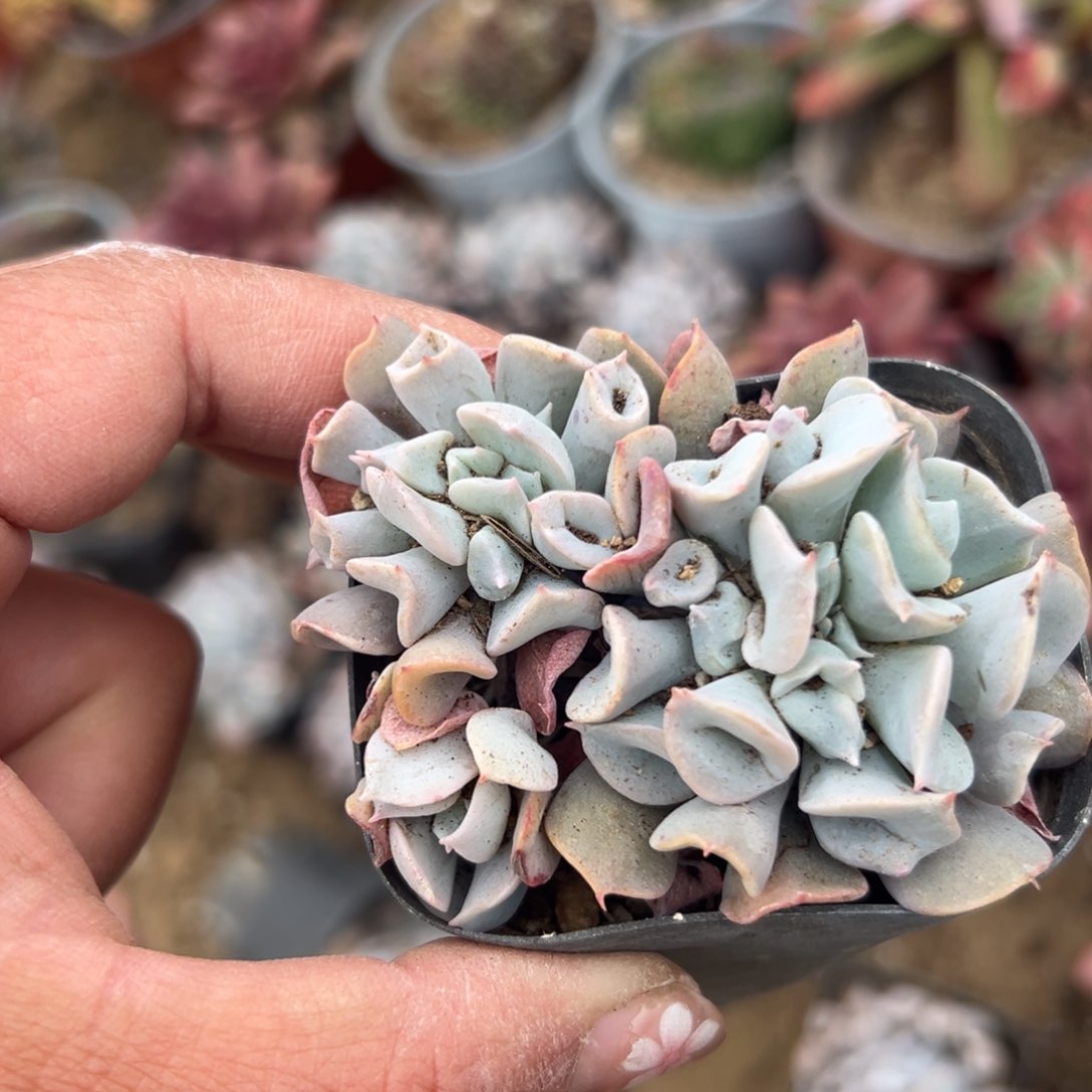 多肉植物多肉植物