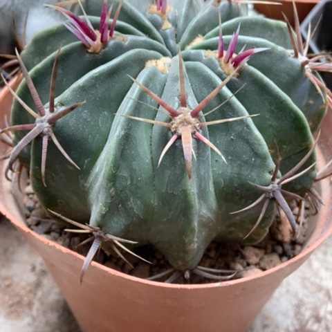 日出仙人球8米仙人球