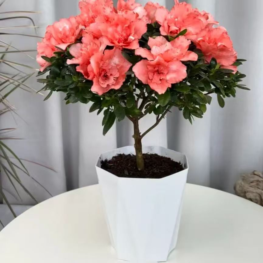 PZ粉杜鹃花盆栽带花苞重瓣大朵花四季开花室内外阳台好养易活绿