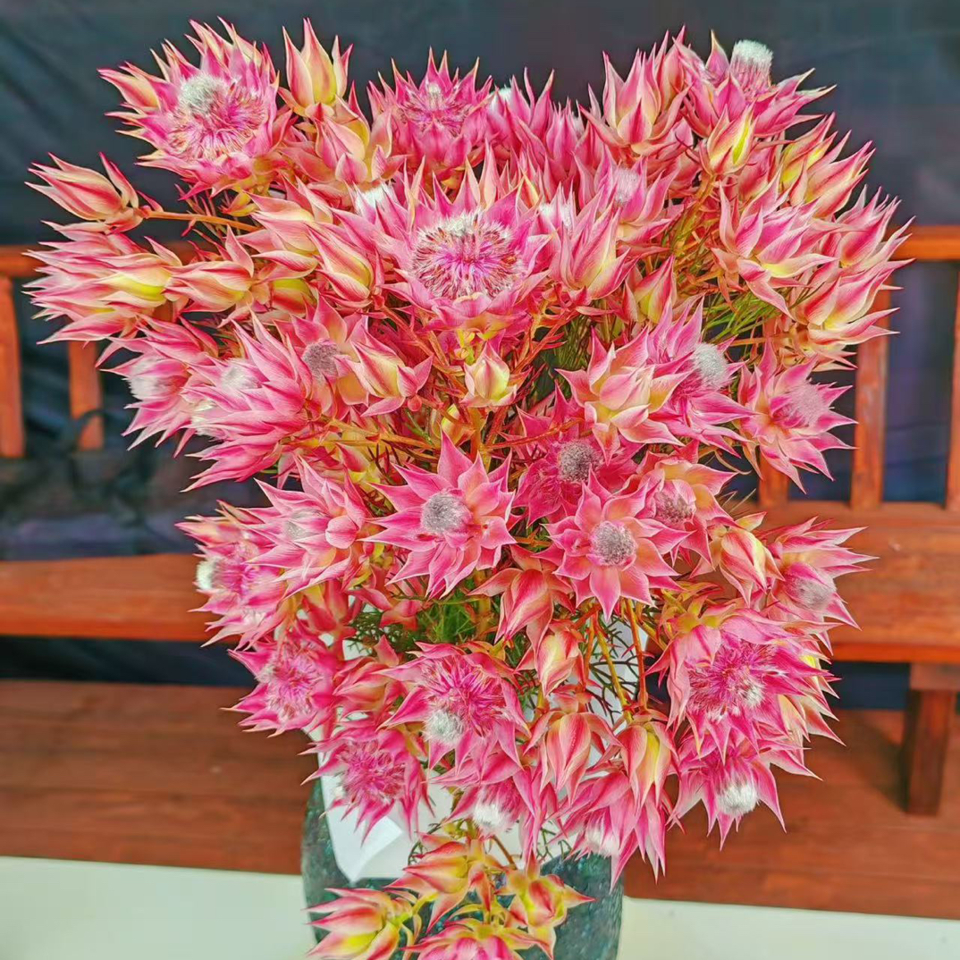 【新娘花】可做干花红色鲜切花多头家庭水养插花《拒收不售后》