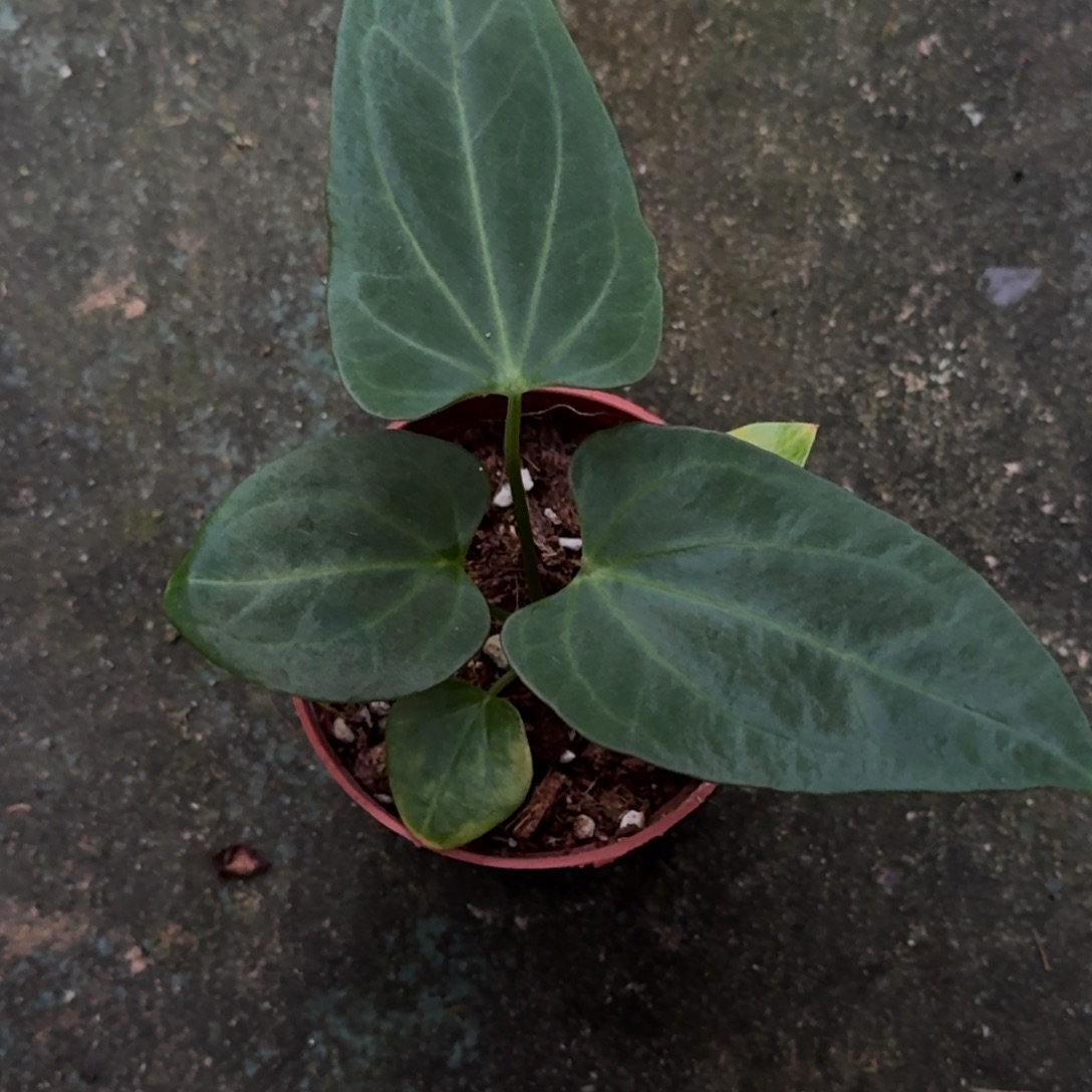 无花朵不知名花烛