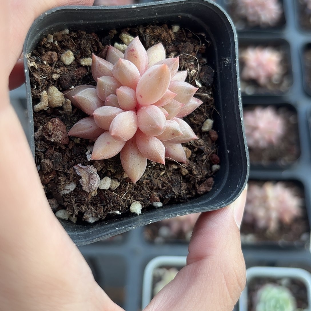 精品双头红蜻蜓多肉植物