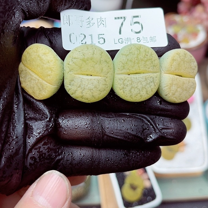 郎哥多肉生石花15-75