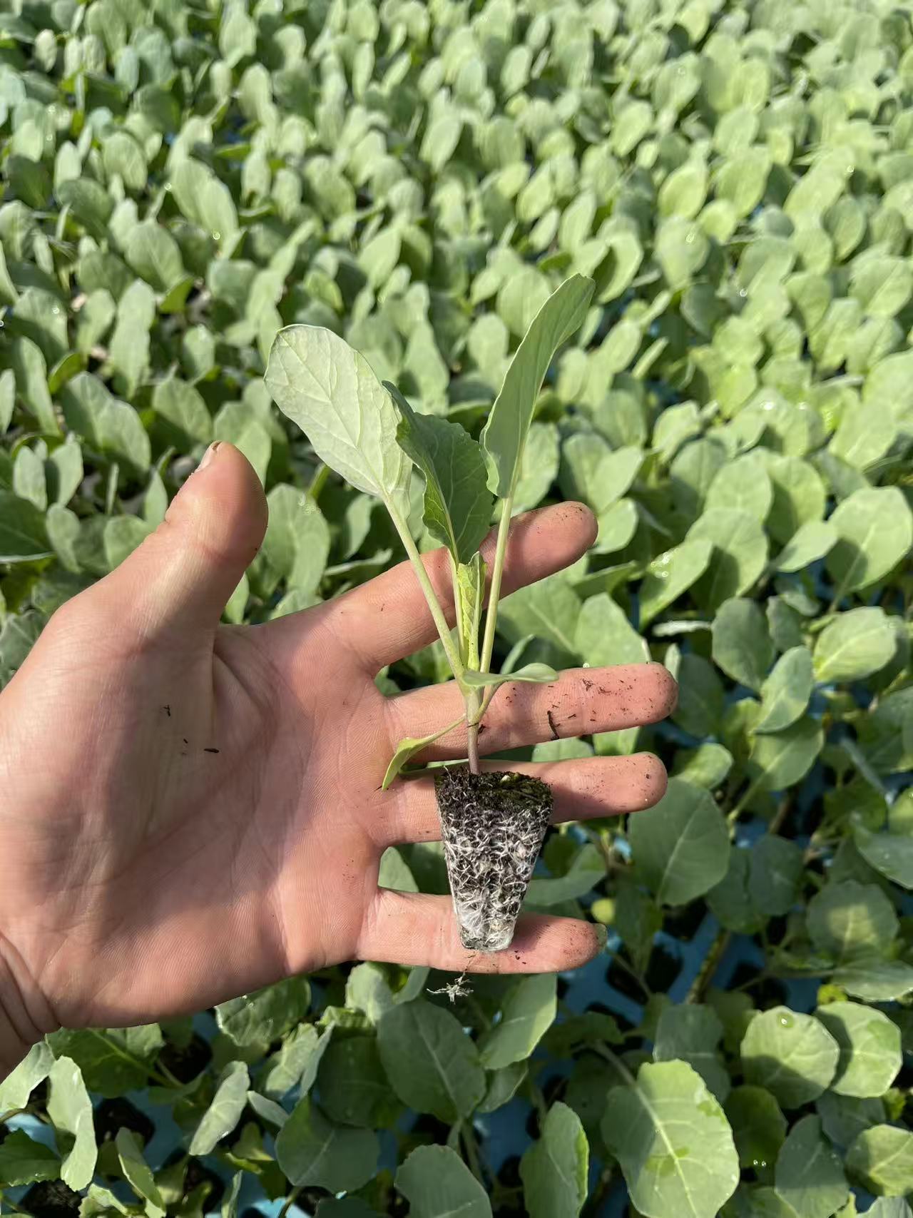 青梗松花苗早熟抗病性好花球半松大口感好 10株