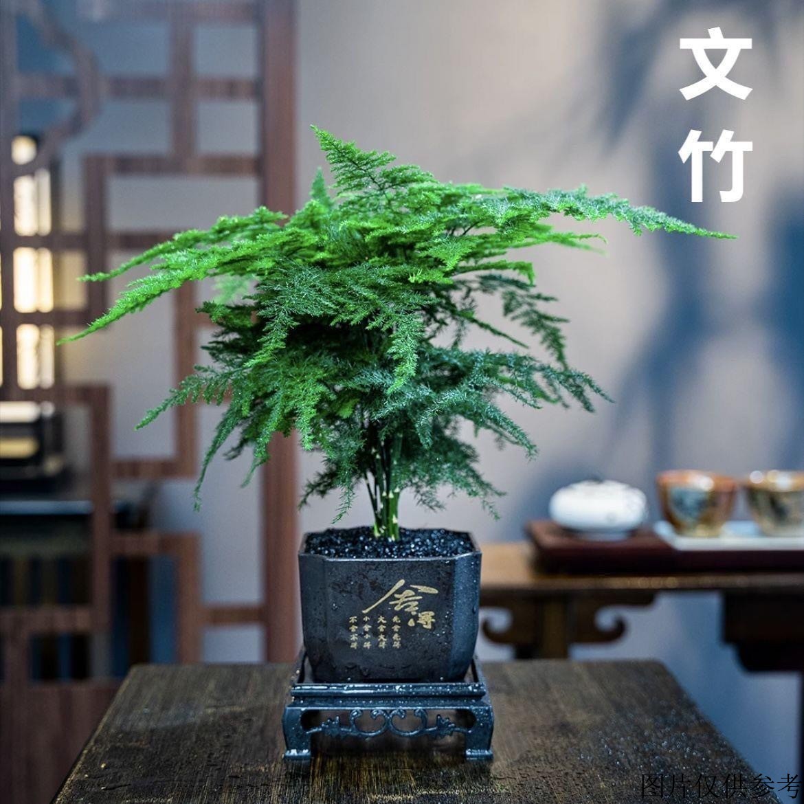 新国风文竹盆栽绿植室内书房桌面客厅植物好养盆景办公室四季常青