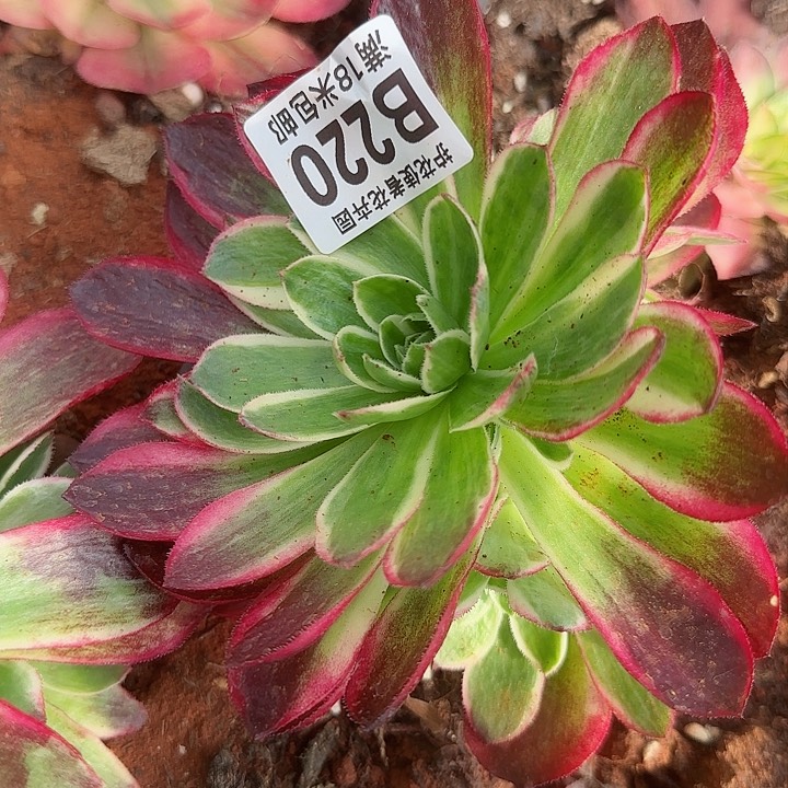 多肉 粉体海王多肉法师植物