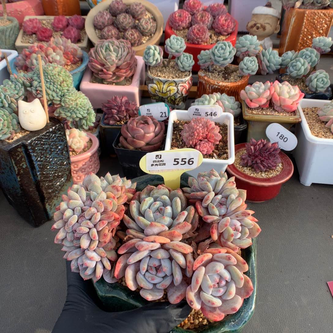 556 新春特星影朵朵缀