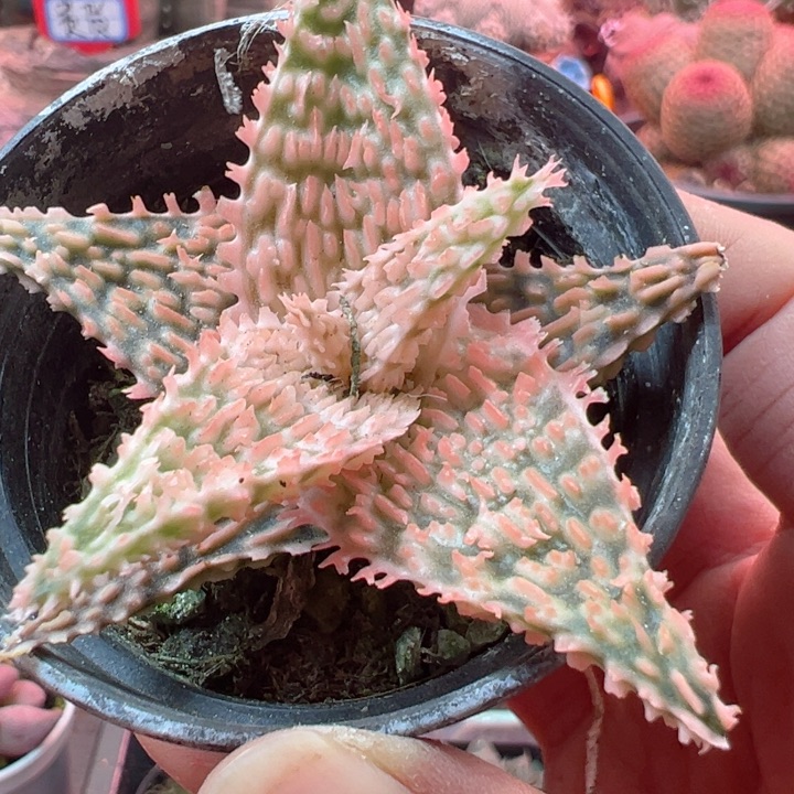 白*你的意思你要给你朋友