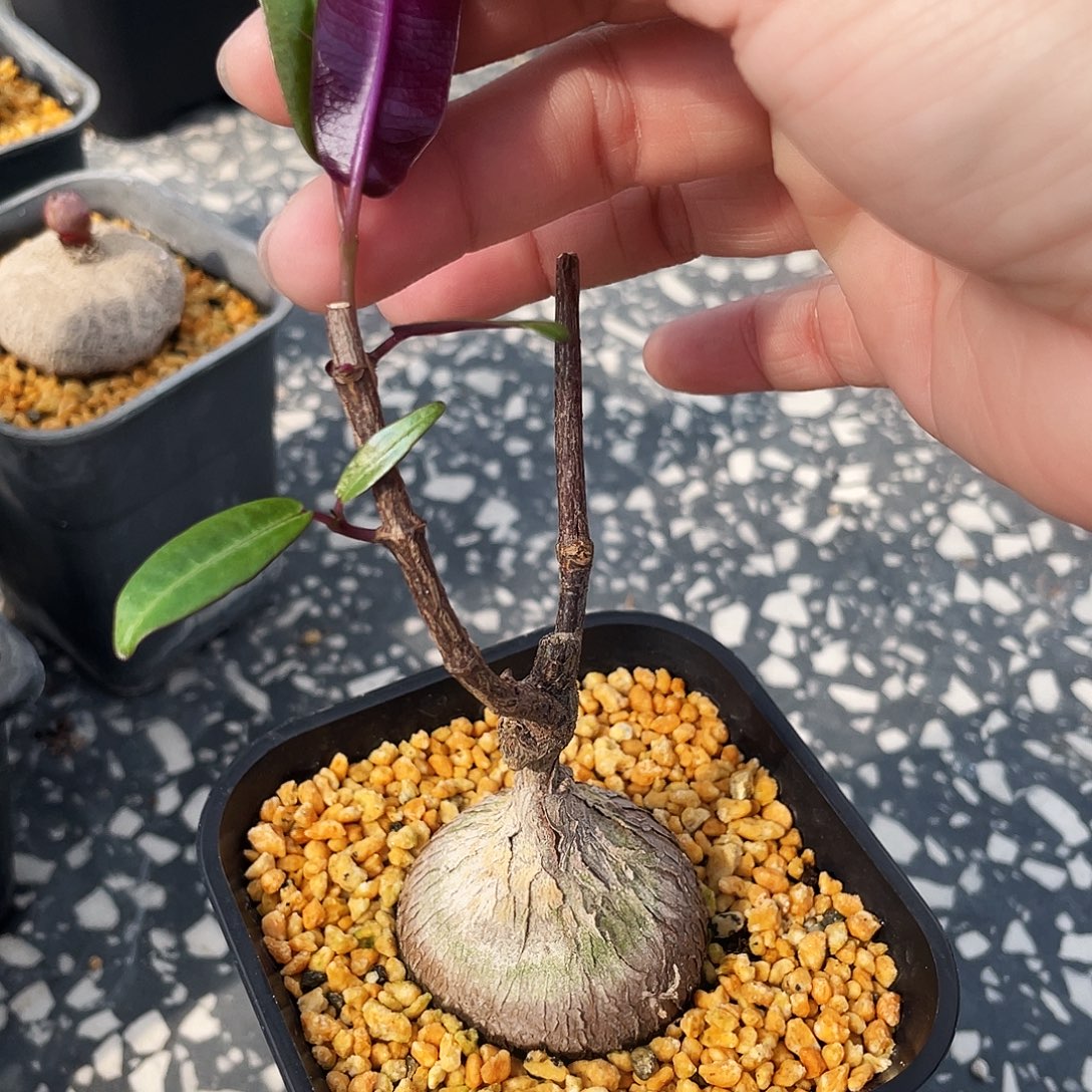 紫背罗摩6666666666