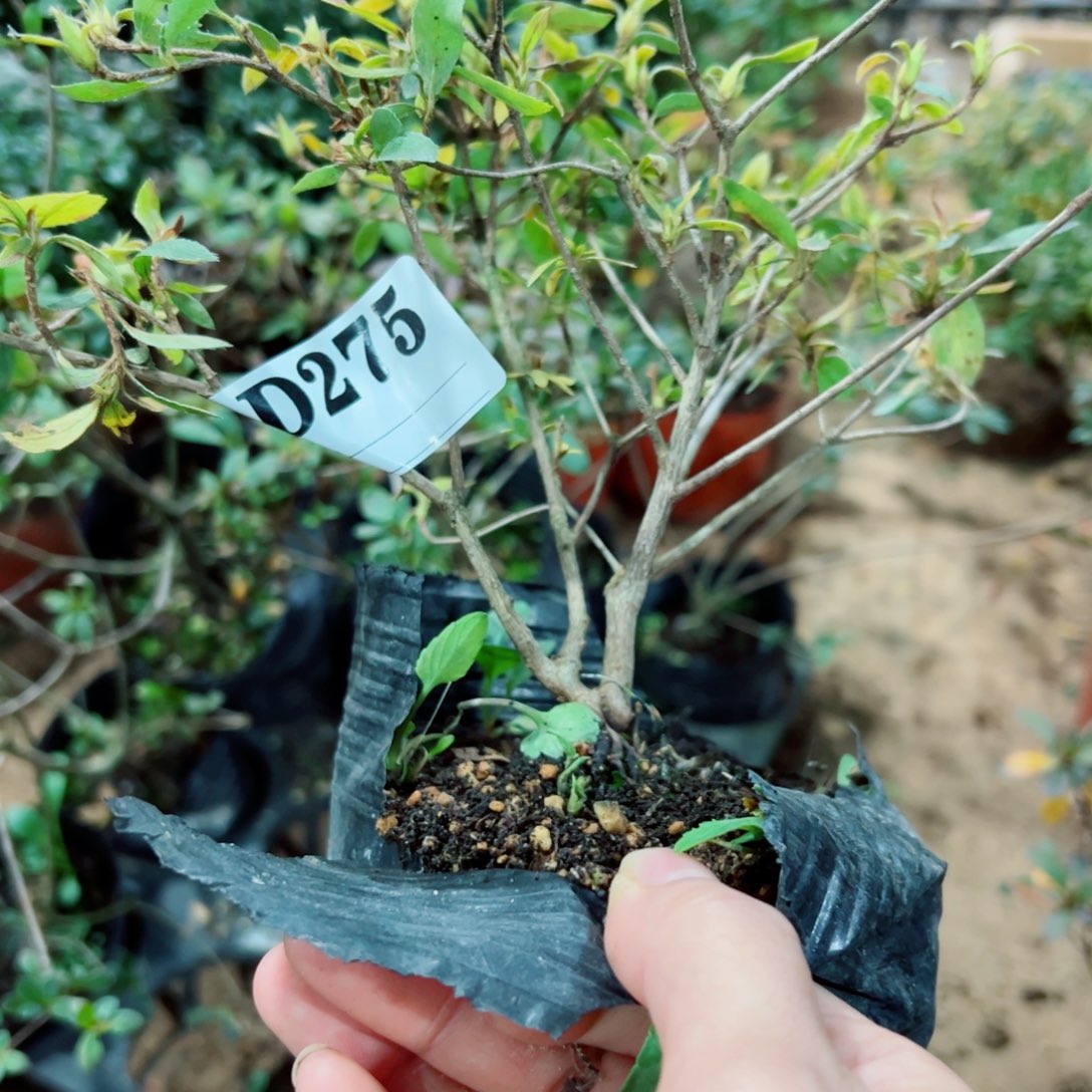 完全开放莫**急杜鹃花科植物有花