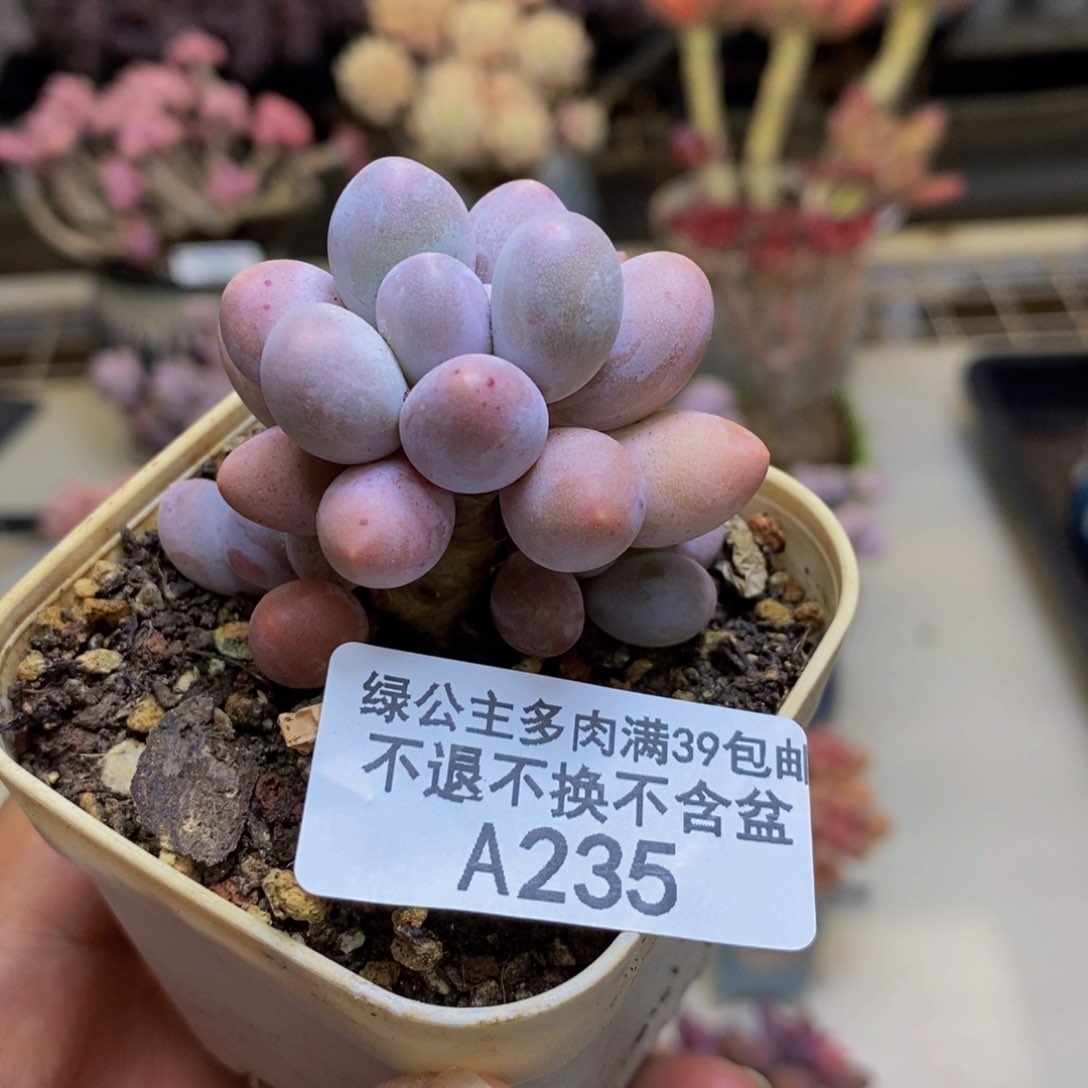 235香水手指奶多肉4c m