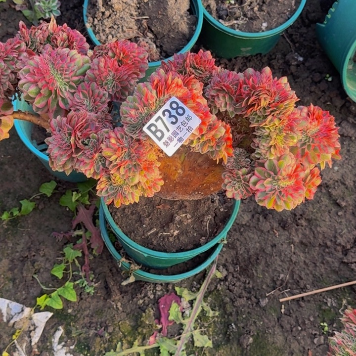 M***@荔枝花花30-30包邮花花