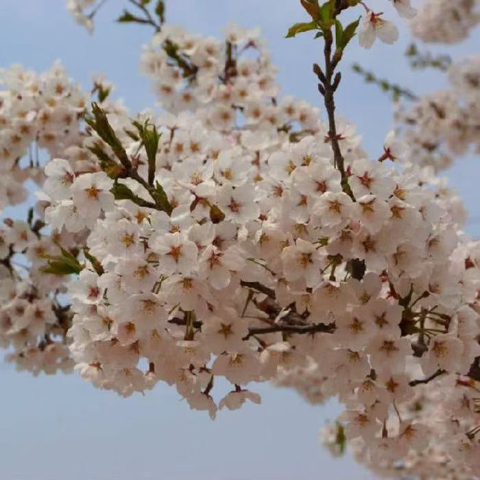 樱花盆栽地栽易成活 花量多