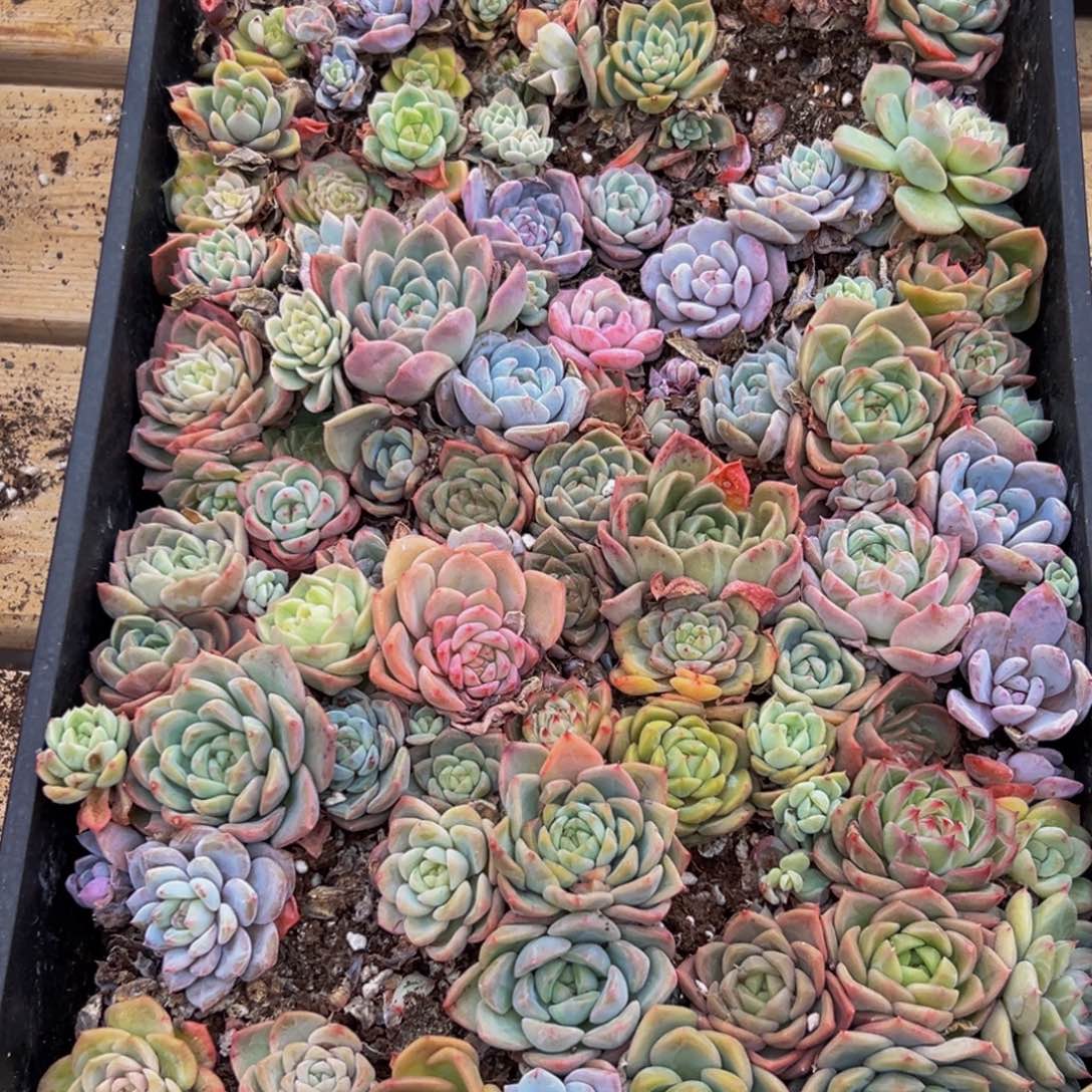 145多肉葡萄的价格是什么