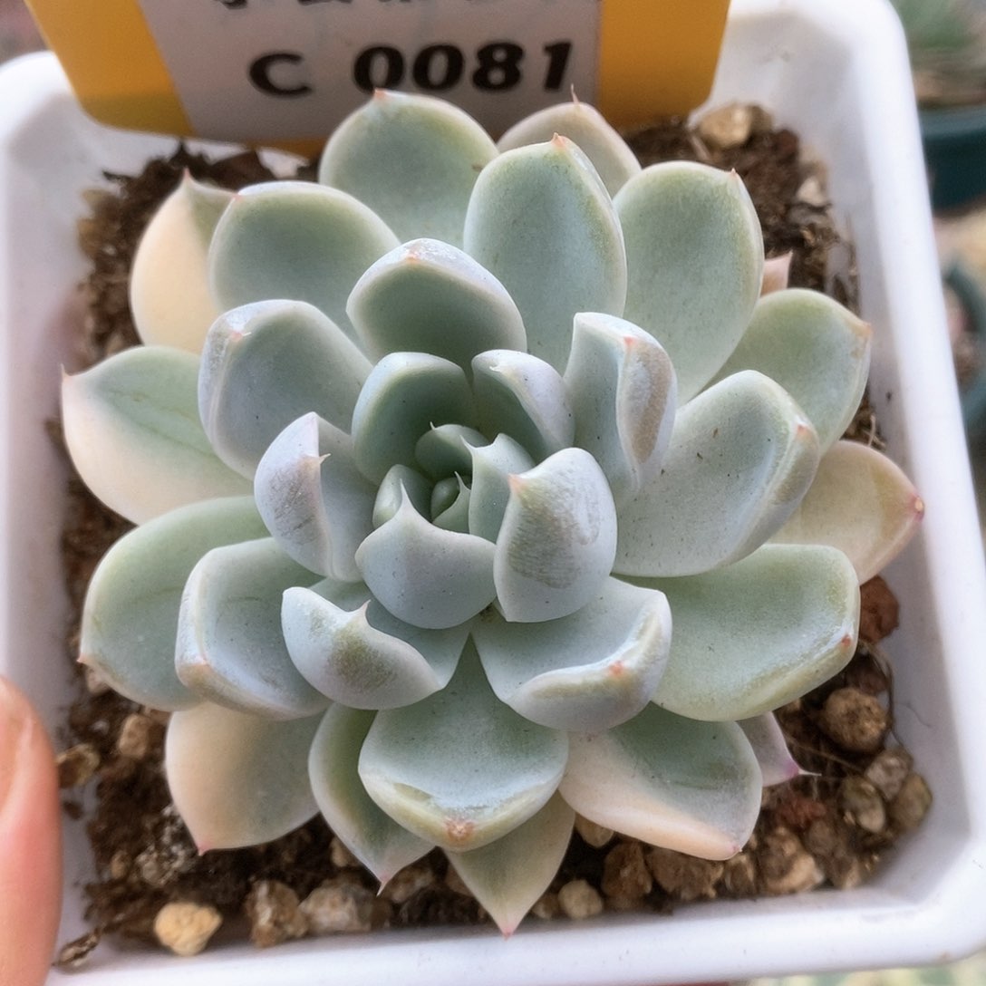 081玉兔锦锦锦锦锦锦锦