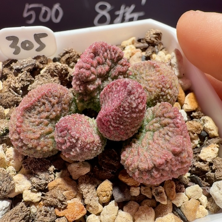 实生新品水泡，带盆发货满68包邮