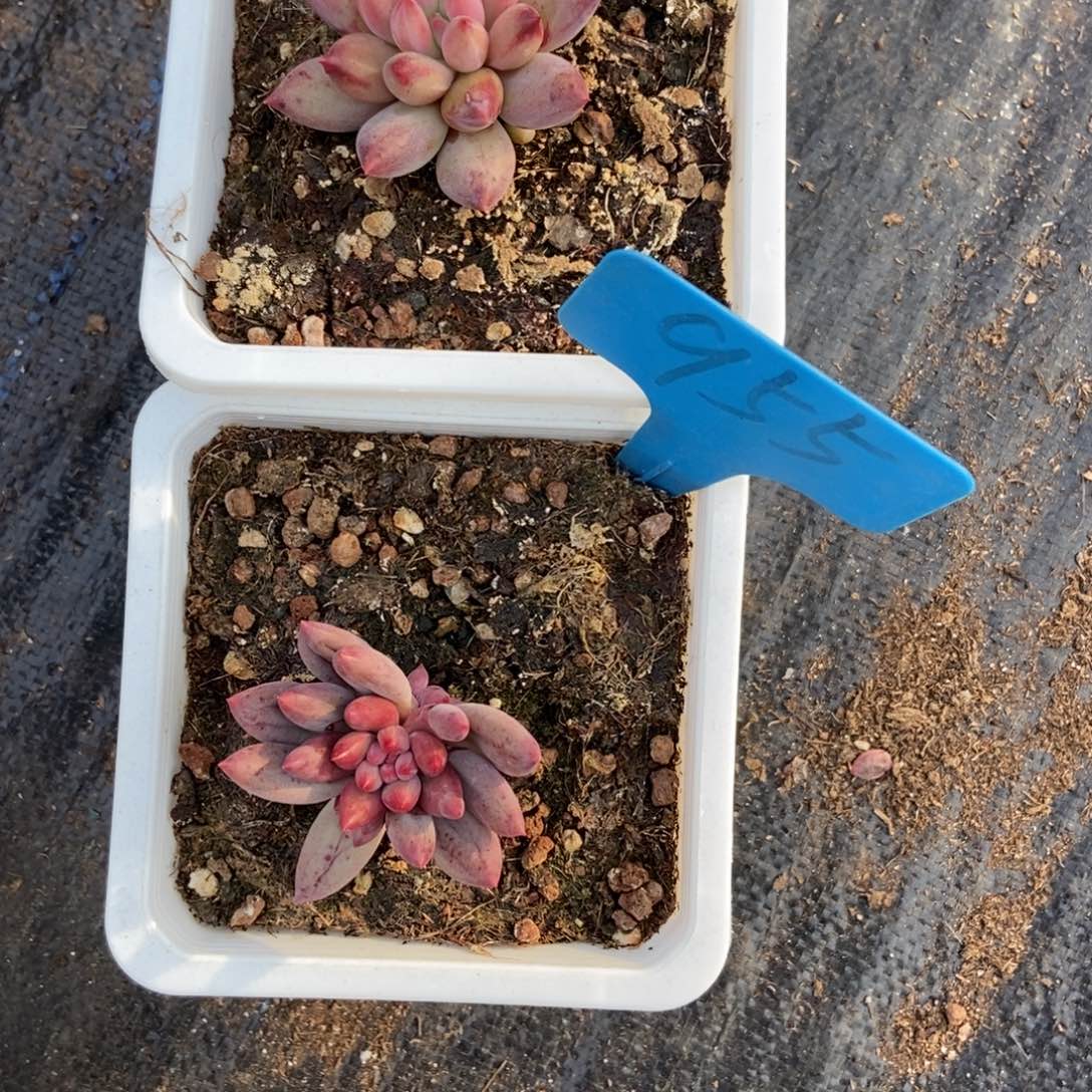 *️****785 955余美人多肉植物