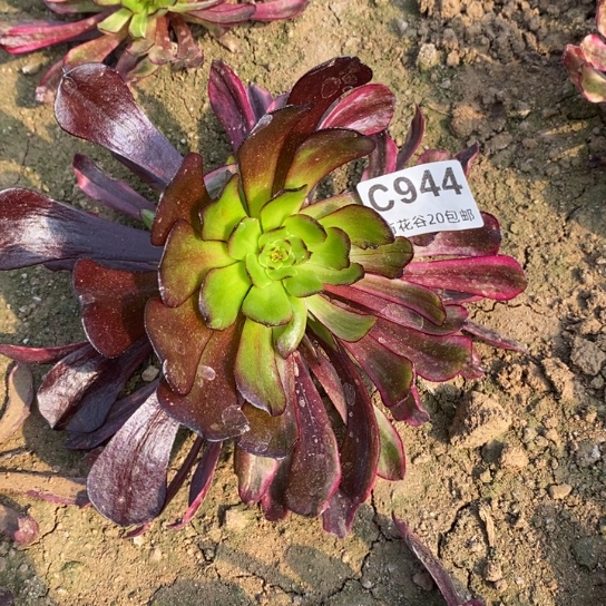 944仙墨变异阴阳多肉植物