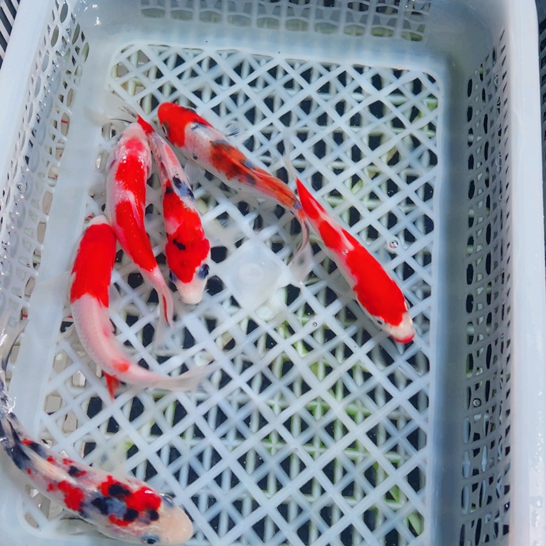 锦鲤锦鲤观赏鱼1111