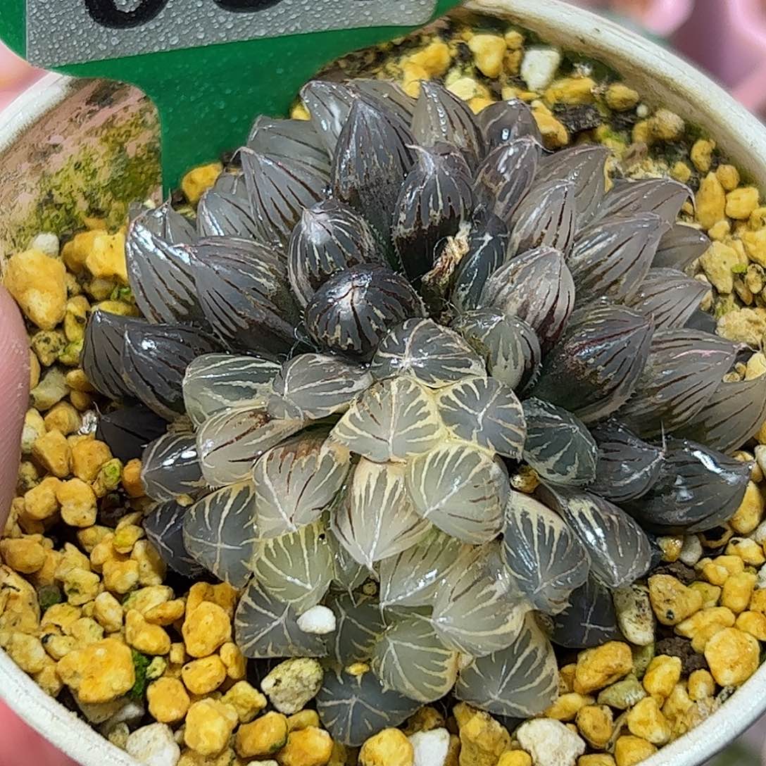 糊斑霓虹灯隼十二卷多肉